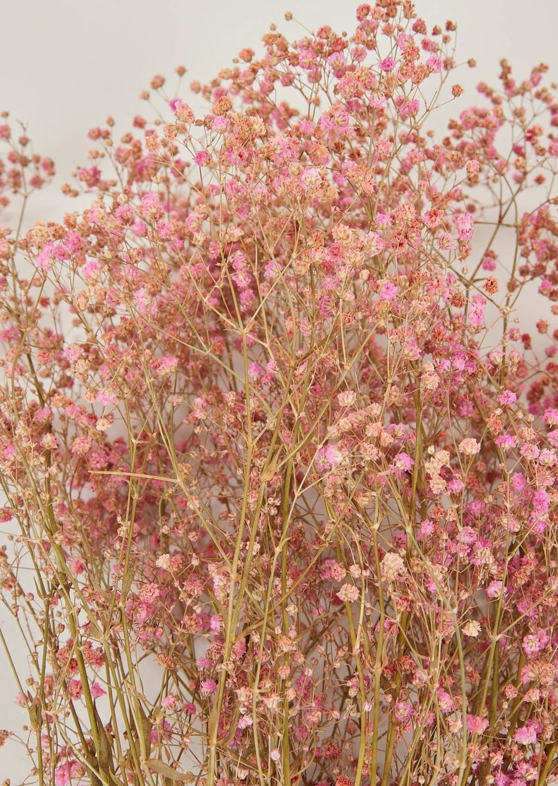 Pink Preserved Gypsophila Flower Bundle - 23-28.5"